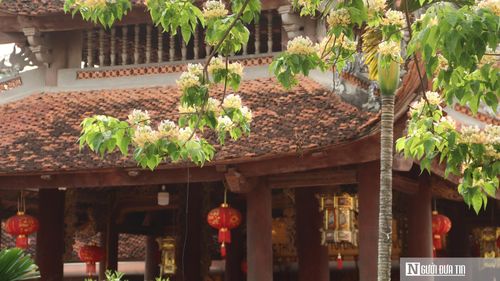 Trong không gian chùa cổ, những chùm hoa buông thấp, đung đưa trước gió, nổi bật trên nền mái ngói rêu phong, tạo nên một khung cảnh vừa thanh tịnh, vừa nên thơ.