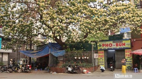 Do bối cảnh dưới gốc cây không đẹp nên chị Mai Phương phải trọn những góc chụp trên cao.