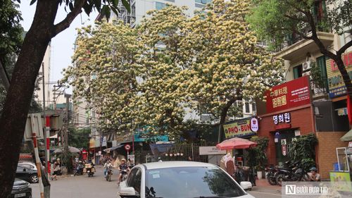 Theo ghi nhận, do khu vực quanh cây có nhiều cửa hàng và nằm ngay ngã tư, góc chụp thuận lợi nhất là từ phía đối diện. Tuy nhiên, người đến check-in cũng cần chú ý quan sát giao thông. Bù lại, với tán cây rộng và hoa nở dày, chỉ cần đứng từ xa cũng có thể bắt trọn khung hình rực rỡ.