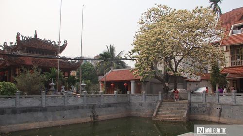 Cây hoa bún tại làng Hà Trì.