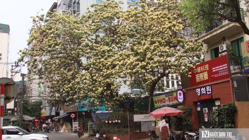 Cây hoa bún 300 năm tuổi tại Đình Thôn nở hoa rực rỡ.