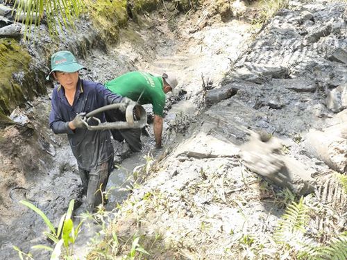 Nông dân bồi phù sa cho vườn dừa giúp giữ ẩm cho đất ứng phó hạn mặn. Ảnh: Huỳnh Phúc Hậu - TTXVN