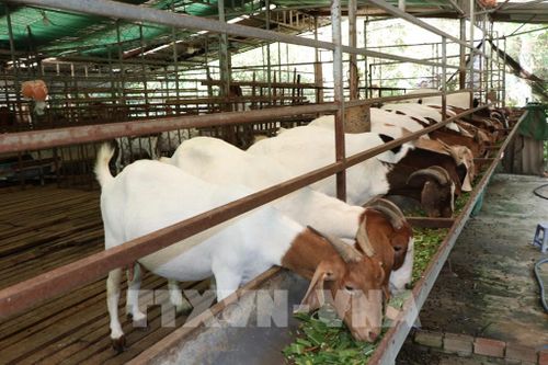 Mô hình nuôi dê của ông Nguyễn Thành Nhơn, ấp Lê Văn Quới, xã Tập Ngãi từ vốn vay Ngân hàng chính sách mang lại hiệu quả kinh tế cao. Ảnh: Thanh Hòa - TTXVN