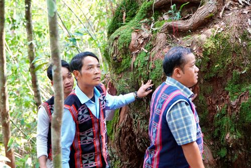 Du khách thăm rừng pơmu di sản. Ảnh: PARAI