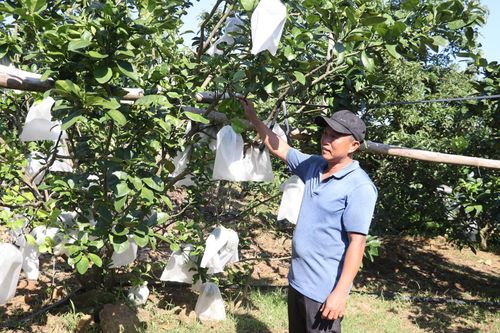 Anh Nguyễn Duy Phương trồng cây ăn trái từ mảnh vườn bỏ hoang. Ảnh: HỮU ANH