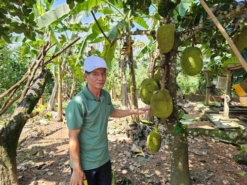 Ông Huỳnh Như Khánh áp dụng kinh nghiệm dân gian trong thích ứng với thiên tai. Ảnh: HỮU ANH
