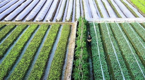 Mô hình trồng rau chất lượng cao tại vùng đất bãi, ven sông của xã Phúc Thịnh.
