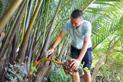 Anh Thương tỉ mỉ massage từng cuống dừa nước để thu mật – công việc đòi hỏi sự kiên trì