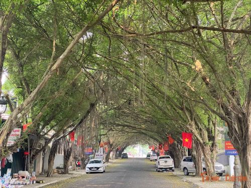 Các tán si đan cài nhiều lớp, tầng thấp, tầng cao xen kẽ, khiến ánh sáng mặt trời chỉ len qua từng khoảng nhỏ, tạo hiệu ứng ánh sáng - bóng râm đặc trưng. Ở nhiều đoạn, cành và lá của hai hàng cây gần như chạm nhau, xóa nhòa ranh giới hai bên, hình thành một không gian khép kín như đường hầm tự nhiên.