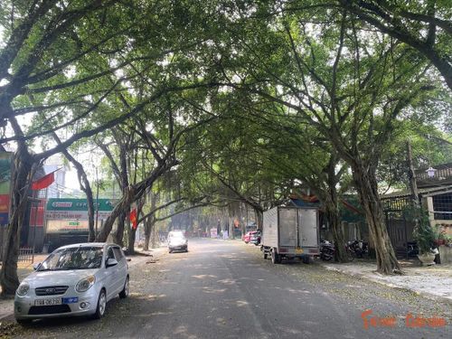Dưới tán si xanh mát, con đường trở thành không gian lý tưởng để du khách nghỉ chân, cảm nhận sự thanh tĩnh trước khi bước vào khu vực trung tâm hành lễ tại Khu di tích Đền Hùng.
