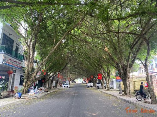 Những bộ rễ si buông dài theo thời gian không chỉ tạo nên vẻ đẹp cổ kính mà còn là biểu tượng cho sự trường tồn, gắn liền với giá trị lịch sử – văn hóa của quần thể Đền Hùng.