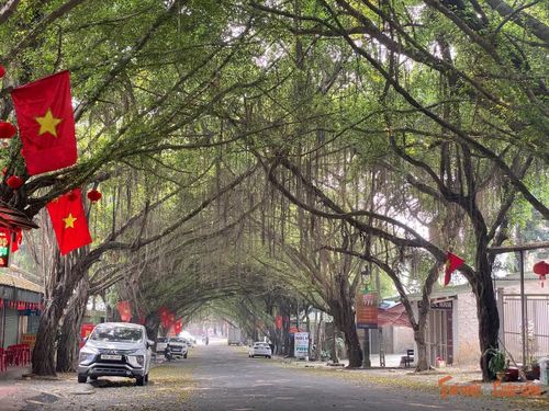 Ít ai biết, phía sau lối vào Đền Hùng lại có một “đường hầm xanh” đẹp đến vậy - rặng si nhiều năm tuổi lặng lẽ đón từng dòng người hành hương về Đất Tổ. Hai hàng si tỏa bóng, đan tán như mái đình tự nhiên, che nắng, che mưa và như che chở cả hành trình tri ân tổ tiên.