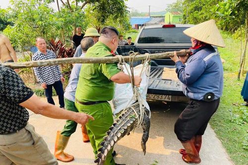 Người dân và chính quyền địa phương phối hợp bắt con cá sấu cỡ lớn. Ảnh: Đ.X