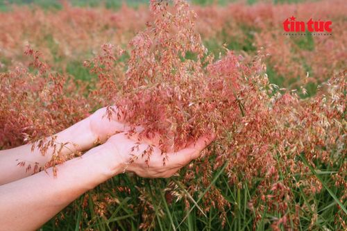 Du khách nâng niu vẻ đẹp mộc mạc của những nhành cỏ hồng.