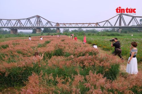 Toàn cảnh vườn cỏ hồng nhộn nhịp người dân đến vãn cảnh, chụp ảnh.