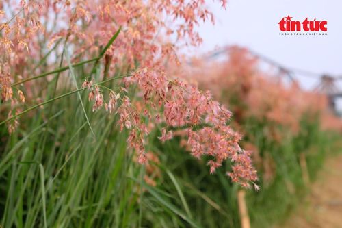Vườn cỏ hồng đương độ đẹp nhất.