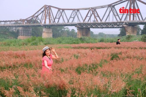 Vườn cỏ hồng dịu dàng khoe sắc.