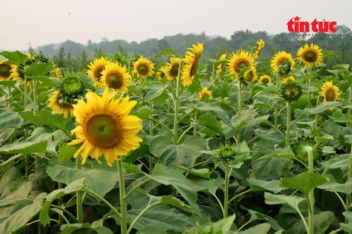 Cánh đồng hướng dương vàng rực khoe sắc bên cạnh vườn cỏ hồng.