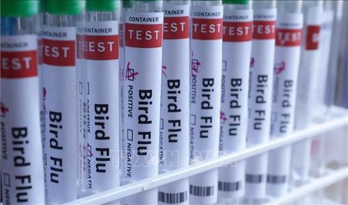 Hình ảnh minh họa ống xét nghiệm đựng mẫu bệnh phẩm virus cúm. Ảnh minh họa: REUTERS/TTXVN