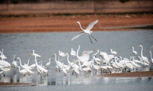 Hiện tại khu bảo tồn chim nước tại Trường Đại học Nông - Lâm Bắc Giang có khoảng 15 loài với từ 7.000 đến 10.000 cá thể chim.