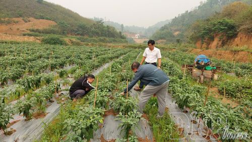 Các giống cây trồng mới, có giá trị kinh tế cao, phù hợp điều kiện thổ nhưỡng địa phương được đưa vào trồng. Trong ảnh: Mô hình trồng ớt xanh thử nghiệm triển khai ở xã Na Son.