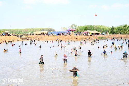 Hàng trăm người dân tham gia phá bàu bắt cá. Ảnh: Nguyễn Tấn