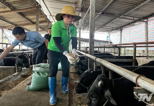 Liên kết sản xuất – chế biến – tiêu thụ được các hợp tác xã triển khai hiệu quả. Ảnh: Hợp tác xã chăn nuôi bò Nga My liên kết với trên 30 hộ tham gia, số lượng bò nuôi vỗ béo từ 500-600 con.