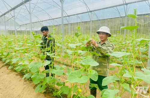Các mô hình nông nghiệp thông minh đang từng bước được nhân rộng trên địa bàn tỉnh.
