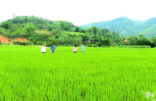 Canh tác lúa đang chuyển dần từ phương thức truyền thống sang các mô hình đạt tiêu chuẩn hữu cơ, giảm phát thải.