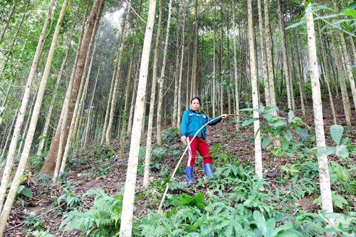 Diện tích rừng FSC và rừng gỗ lớn ngày càng được mở rộng trên địa bàn tỉnh, trở thành nguồn tiềm năng quan trọng cho thị trường tín chỉ các-bon.