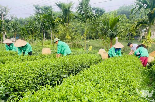 Thái Nguyên có thế mạnh về cây chè, phần lớn diện tích đã được chuyển đổi sang sản xuất theo tiêu chuẩn VietGAP và hữu cơ.