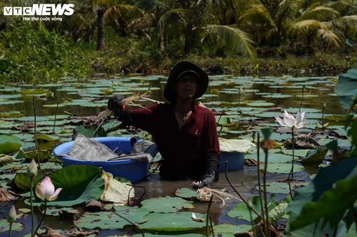 Đất đai rộng rãi nhưng nằm trong ranh quy hoạch khiến việc canh tác nông nghiệp hay chuyển đổi mục đích sử dụng gặp nhiều rào cản pháp lý. Do đó, để tạo nguồn thu nhập, người dân nơi đây sử dụng mặt nước trong diện tích đất để cho thuê làm hồ câu giải trí hoặc trồng sen.