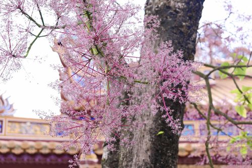 Hoa ngô đồng thuộc loại "vương giả chi hoa", là một trong 9 loài cây hoa được vua Minh Mạng cho khắc vào Cửu đỉnh tượng trưng vương quyền và được trồng nhiều bên trong Hoàng cung Huế. Ảnh: T.N.