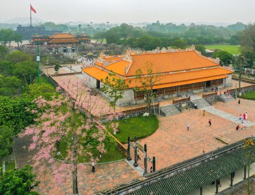 Sau khi trút bỏ hết lá, cây ngô đồng hiện lên với những chùm hoa nhỏ li ti, phủ sắc hồng dịu dàng, tạo nên vẻ đẹp kiêu sa và đầy mê hoặc. Ảnh: T.N.