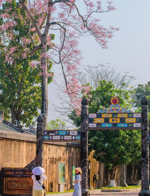 Sắc hồng dịu dàng của hoa ngô đồng không chỉ làm mê đắm biết bao du khách mà còn góp phần tô điểm thêm cho vẻ đẹp cổ kính của Kinh thành Huế. Ảnh: T.N.