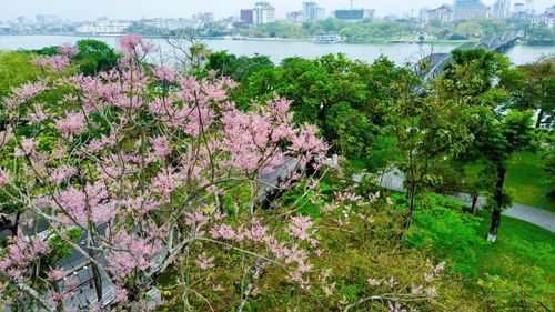 Ngoài Hoàng cung Huế, nhiều cây ngô đồng bên bờ sông Hương cũng đang nở rộ tạo nên không gian đầy thơ mộng. Ảnh: T.N.