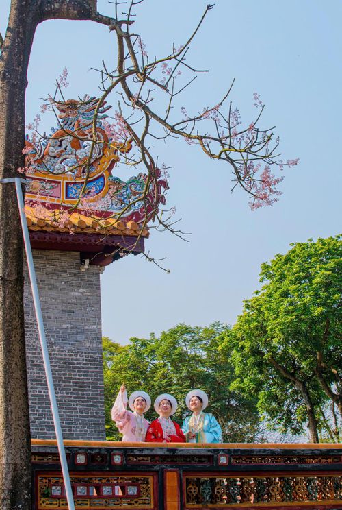 Chị Nguyễn Thị Quỳnh Trang (du khách đến từ tỉnh Quảng Trị) cho biết, rất ngỡ ngàng trước vẻ đẹp dịu dàng nhưng đầy kiêu sa của hoa ngô đồng. “Trước vẻ đẹp đầy mê hoặc lòng người, tôi cũng đã kịp lưu lại những tấm hình đẹp bên cạnh cây ngô đồng ở Hoàng cung Huế để làm kỷ niệm”, chị Trang chia sẻ. Ảnh: T.N.