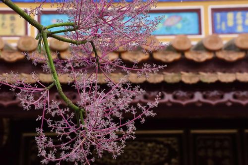Sắc hồng của hoa ngô đồng làm nổi bật thêm vẻ đẹp cổ kính vốn có của Kinh thành Huế. Ảnh: T.N.