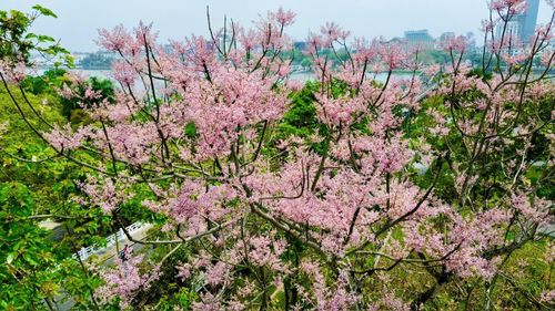 ThS. Nguyễn Anh Tuấn, Hội Khoa học Lịch sử thành phố Huế cho biết, hoa ngô đồng được xem là loài hoa mang khí chất vương giả, biểu trưng cho sự cao quý của bậc đế vương. Trong quan niệm dân gian, chim Phượng Hoàng chỉ đậu trên cây ngô đồng, loài cây tượng trưng cho điềm lành, phú quý và sự hưng thịnh. Ảnh: T.N.