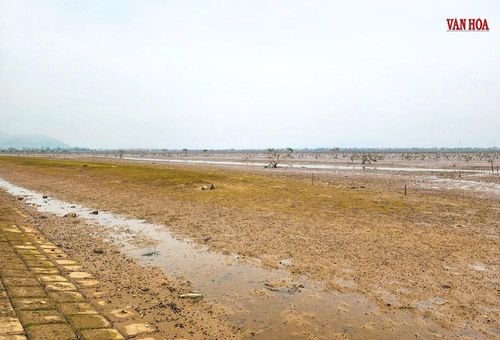 Những cánh rừng ngập mặn xanh tốt nay hóa trơ trọi giữa nắng nóng