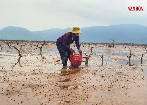 Người dân mất sinh kế khi nguồn lợi thủy sản giảm