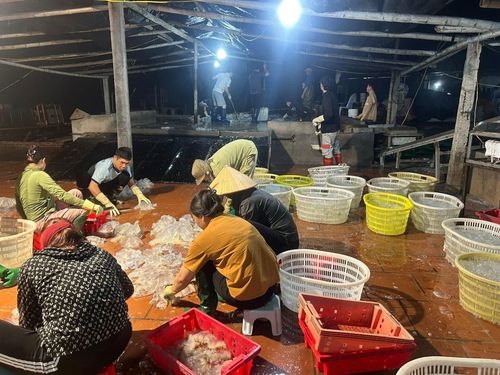Sau khi sứa được vận chuyển về xưởng chế biến, công nhân sẽ tiến hành phân loại từng bộ phận 