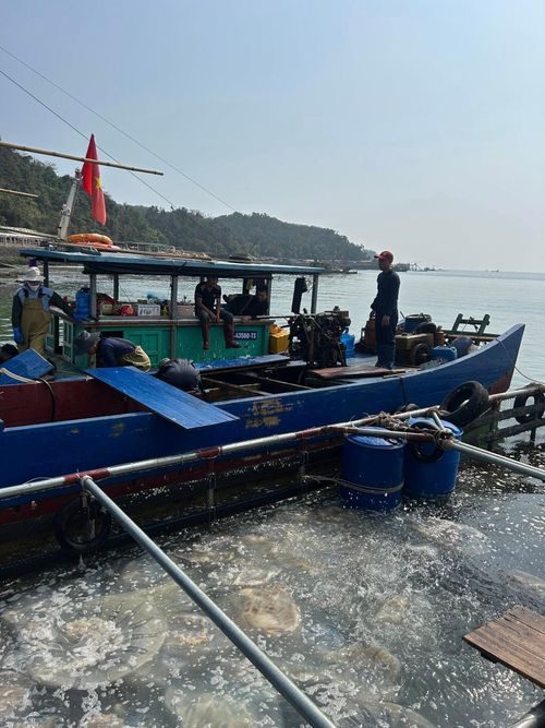 hay ban ngày ngư dân vẫn tranh thủ vụ mùa để đánh bắt sứa