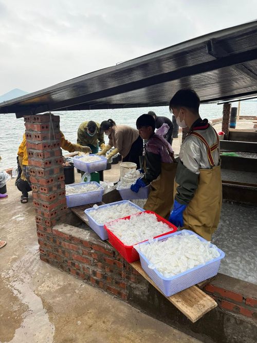 Sứa được ngâm trong các bể nước muối với nồng độ tăng dần trong khoảng một tháng thì bắt đầu được đưa để đóng gói mang ra thị trường tiêu thụ