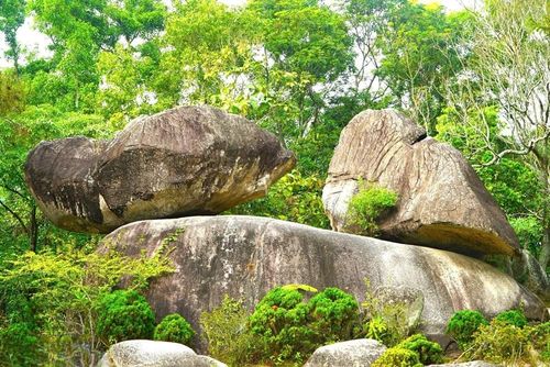 Hòn Trống Mái ngày nay đã được bao phủ bởi đồi thông xanh ngát.