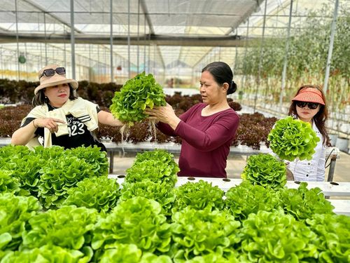 Nông sản sạch Lâm Đồng ngày càng được nâng cao giá trị thông qua các mô hình sản xuất gắn với trải nghiệm