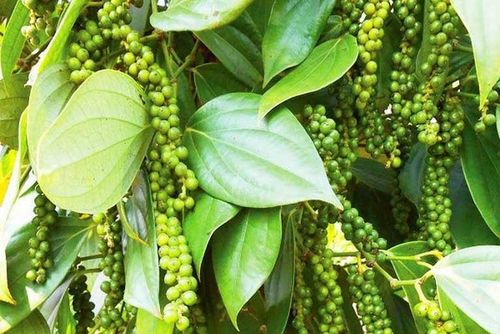 Giá tiêu hôm nay dao động trong khoảng 138.000 - 139.000 đồng/kg. Ảnh minh họa