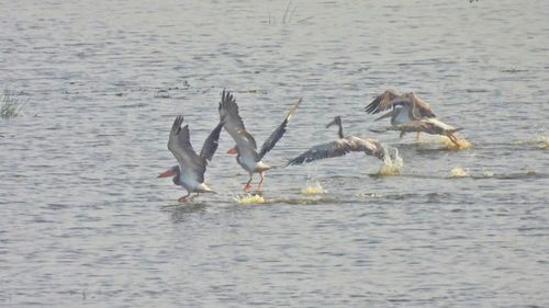 Đàn bồ nông chân xám được ghi nhận tại Vườn quốc gia Tràm Chim. (Ảnh: Vườn quốc gia Tràm Chim)
