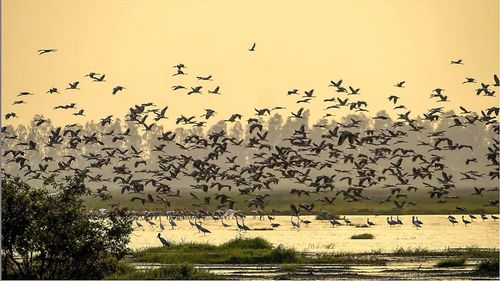 Đàn chim trên cánh đồng ở Vườn quốc gia Tràm Chim. (Ảnh: Vườn quốc gia Tràm Chim)