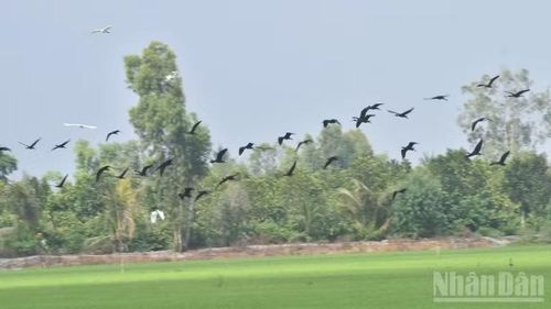 Quắm đen là loài chim quý hiếm, nguy cơ tuyệt chủng cao nên cần được bảo vệ nghiêm ngặt.
